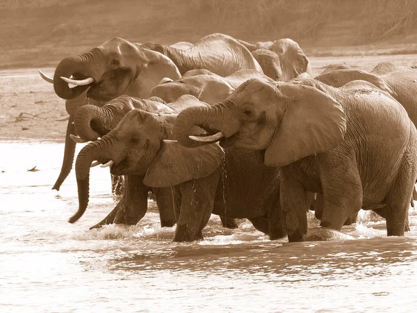 Elephants Water — Stock Photo, Image