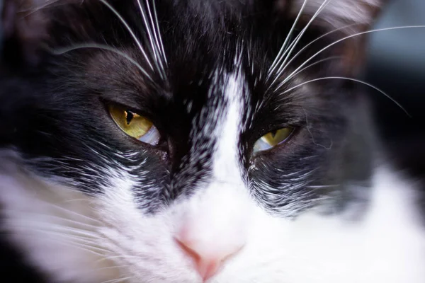 Schwarz Weiße Katze Mit Schönen Augen — Stockfoto