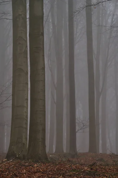 Herbstwald Mit Bäumen Und Nebel — Stockfoto