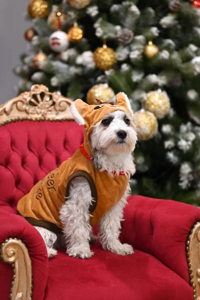 Perro Con Decoración Navidad —  Fotos de Stock