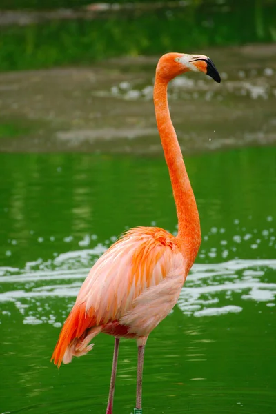 Belo Flamingo Parque — Fotografia de Stock