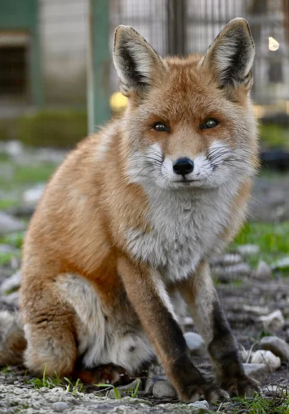 森の中の赤い狐 — ストック写真