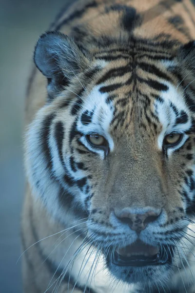 Närbild Vit Tiger — Stockfoto