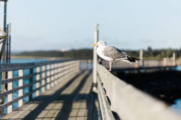 Seagull Pier City — Stock Photo, Image