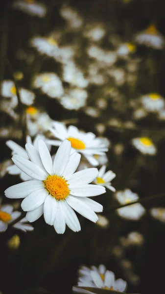 花园里的白色菊花 — 图库照片
