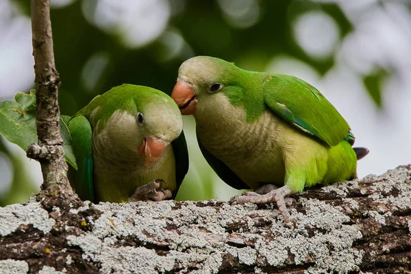 Para Ptaków Siedzących Gałęzi Drzewa — Zdjęcie stockowe