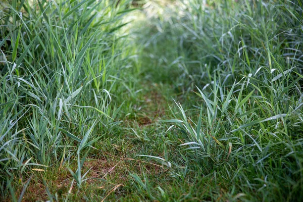 Hierba Verde Jardín — Foto de Stock