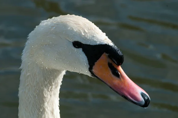 Bellissimo Cigno Bianco Sull Acqua Del Lago — Foto Stock