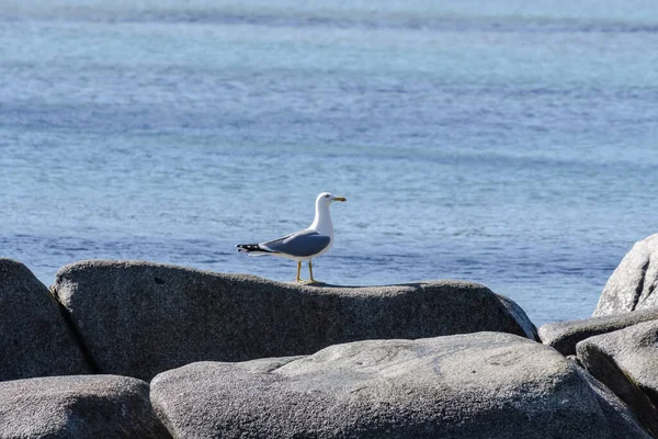 Gaivota Praia — Fotografia de Stock