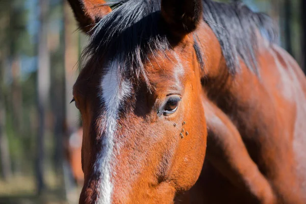 Close Shot Beautiful Horse Natural Habitat — Stock Photo, Image