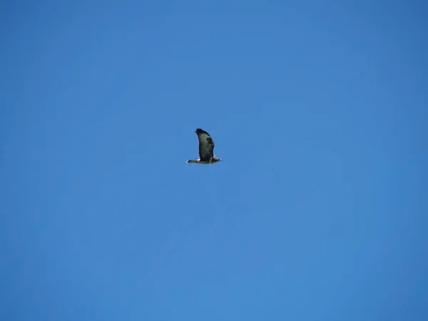 Gökyüzündeki Kuş — Stok fotoğraf