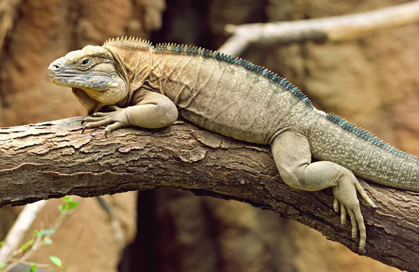 Bagajında Iguana Var Yeşil Arkaplan — Stok fotoğraf