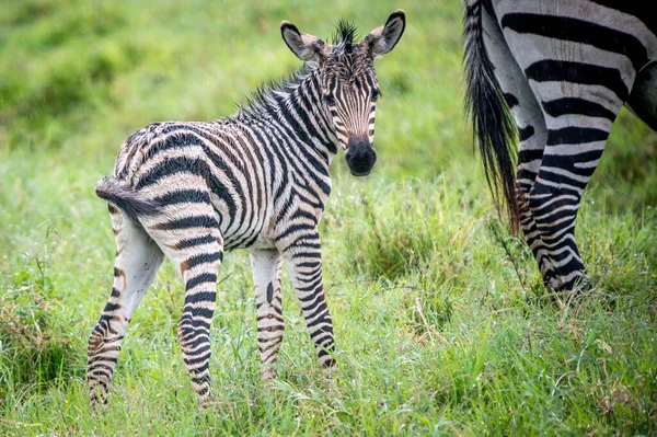 Çimenlerdeki Zebra — Stok fotoğraf