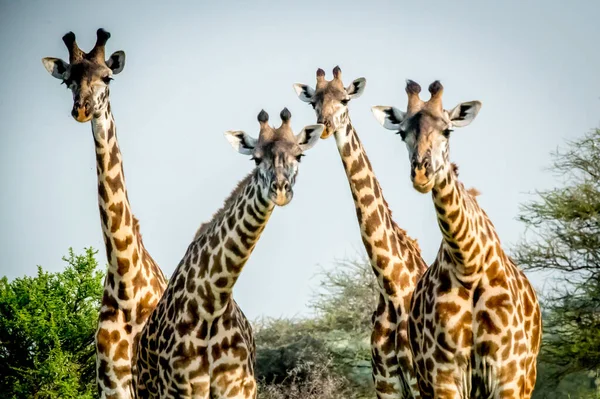 Groupe Girafes Dans Zoo — Photo