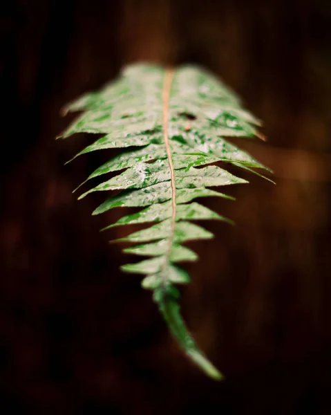 Folha Verde Fundo Escuro — Fotografia de Stock