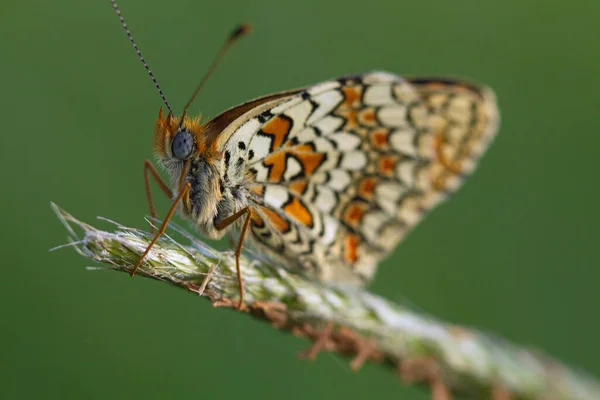 Güzel Renkli Kelebek Kapat Manzarayı — Stok fotoğraf