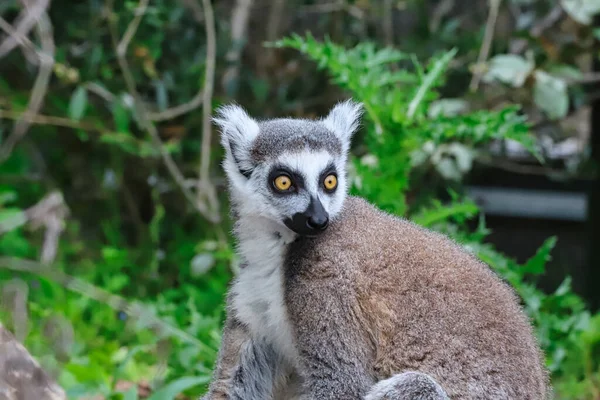 Ring Tailed Lemur Catter — Stockfoto