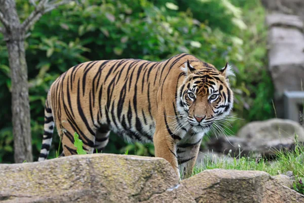 動物園の虎 — ストック写真