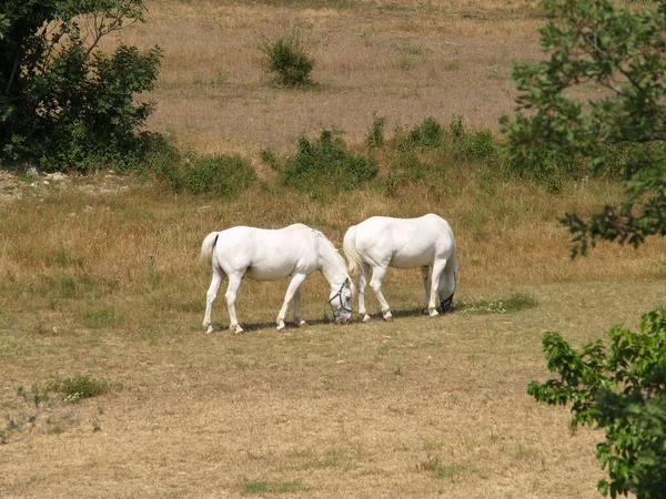 Стадо Лошадей Пасущихся Лугу — стоковое фото
