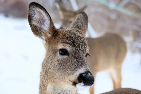 Gros Plan Cerf Dans Forêt Hiver Russie — Photo