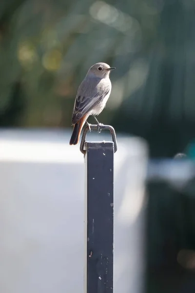 Belle Photo Oiseau Dans Habitat Naturel — Photo