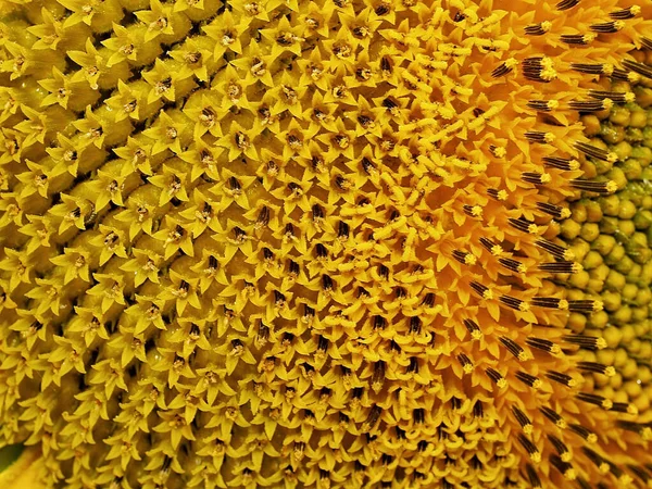 Желтый Подсолнух — стоковое фото