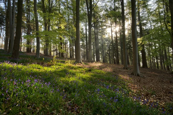 Beautiful Spring Forest Green Grass Young Tree Foreground — Stockfoto