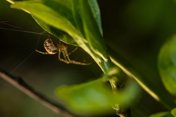 Araignée Sur Une Feuille Sur Fond Nature — Photo