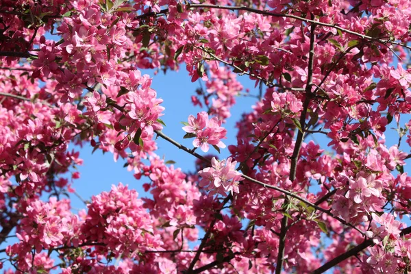 Flores Sakura Rosa Primavera — Foto de Stock