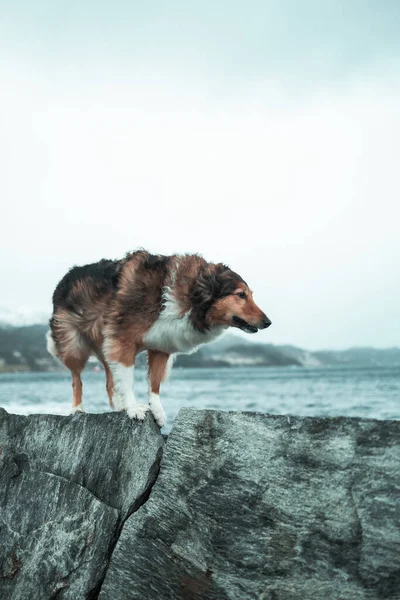 海岸の犬は — ストック写真