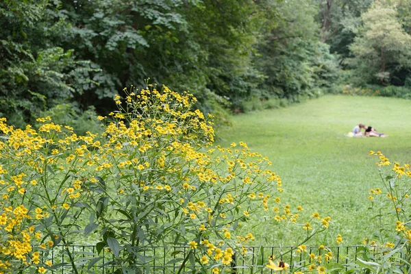 Vackra Blommor Som Växer Trädgården — Stockfoto