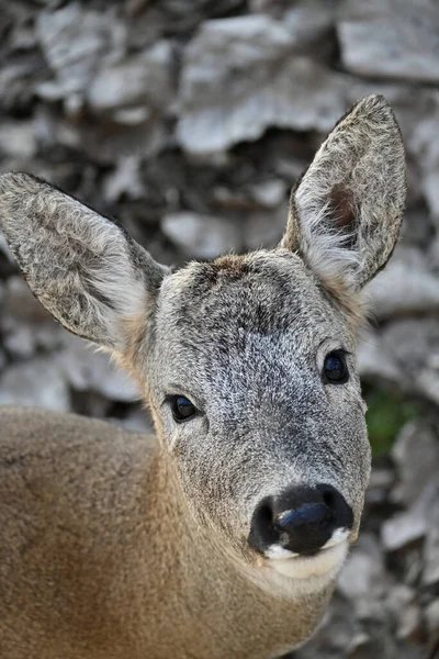 Close Van Een Hert Het Bos — Stockfoto