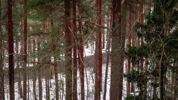 Bella Vista Sul Bosco — Foto Stock