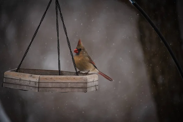 Маленький Птах Гілці Дерев Яній Ложці — стокове фото