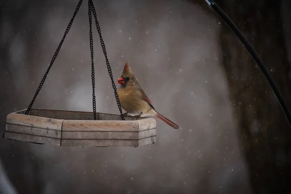 Ein Kleiner Vogel Auf Dem Ast Einem Kochlöffel — Stockfoto