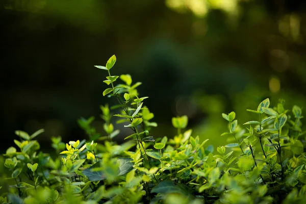 Feuilles Vertes Dans Jardin Arrière Plan Gros Plan — Photo