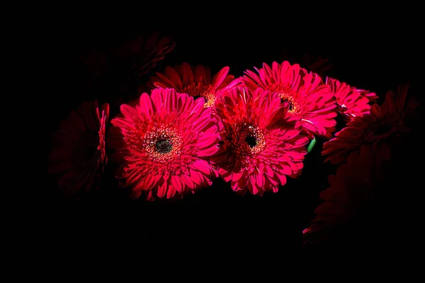 Όμορφα Λουλούδια Gerbera Ένα Βάζο Μαύρο Φόντο — Φωτογραφία Αρχείου