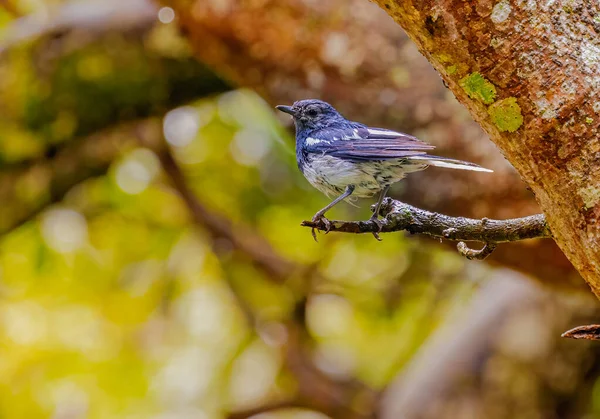 Een Vogel Zit Een Tak Het Bos — Stockfoto