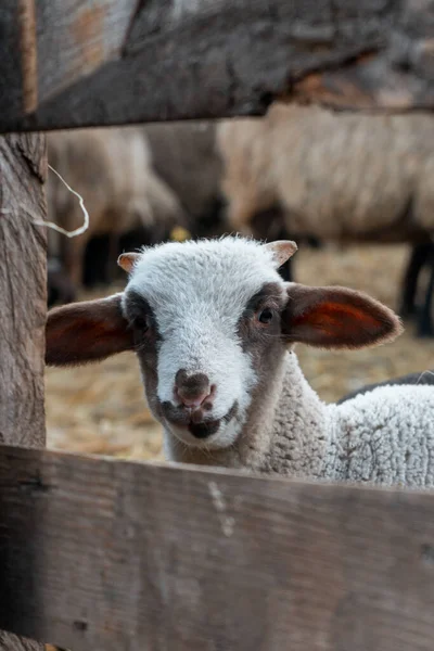 Πρόβατα Στην Εκμετάλλευση — Φωτογραφία Αρχείου