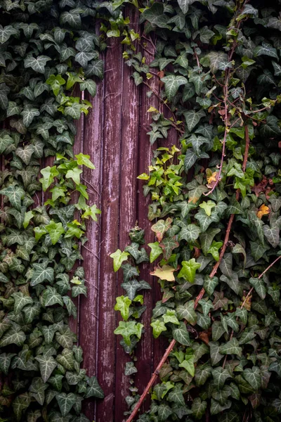 Groene Klimop Bladeren Een Houten Muur — Stockfoto