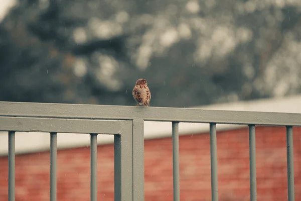 Bufniță Drăguță Stând Pământ — Fotografie, imagine de stoc