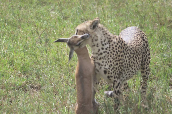 ケニアのサバンナでのチーター — ストック写真