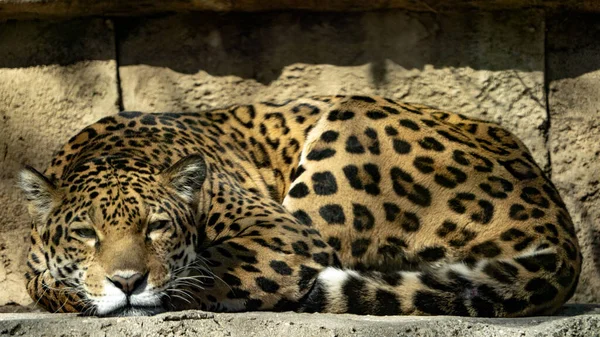 Hayvanat Bahçesindeki Leopar Hayvan — Stok fotoğraf