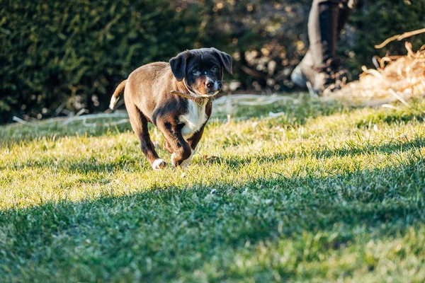 Σκυλί Παίζει Ένα Ραβδί Στο Γρασίδι — Φωτογραφία Αρχείου