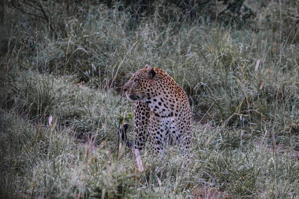 Leopardo Nella Savana Dell Africa — Foto Stock