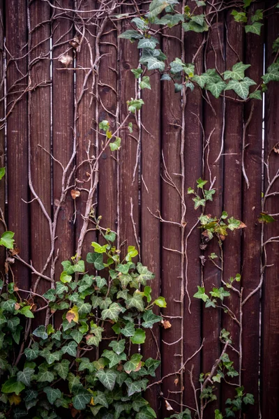 Πράσινα Φύλλα Κισσού Έναν Ξύλινο Τοίχο — Φωτογραφία Αρχείου