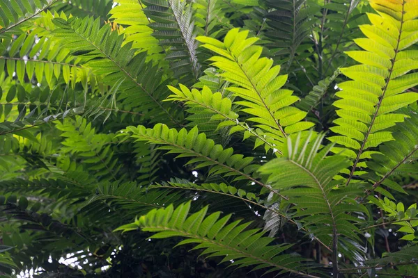 Hojas Verdes Una Planta Jardín —  Fotos de Stock