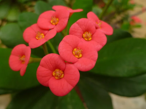 Beautiful Botanical Shot Natural Wallpaper — Stock Photo, Image