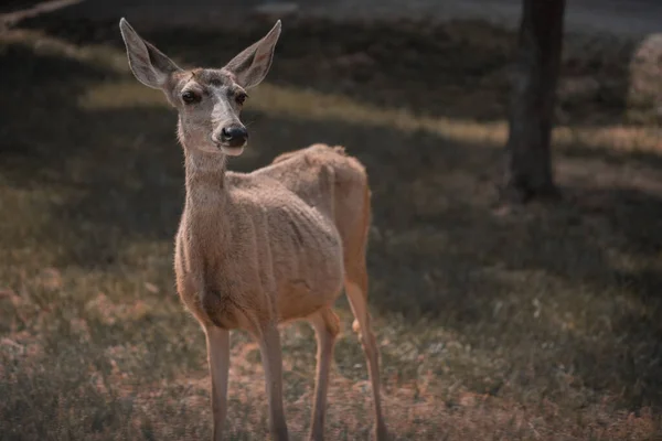 Plan Rapproché Jeune Cerf Dans Une Forêt — Photo