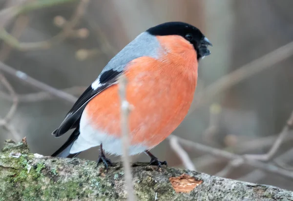 Nahaufnahme Eines Vogels Natur Fauna — Stockfoto